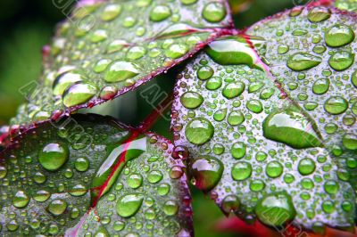 Green dew wet leaves