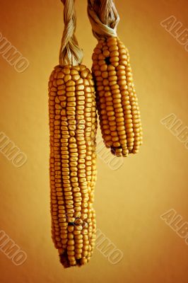 Corncob on yellow wall