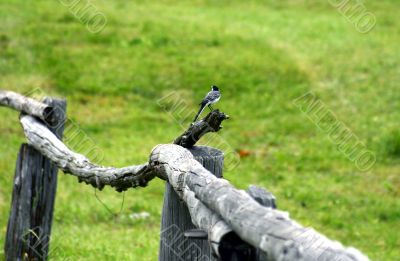 Bird on a fence