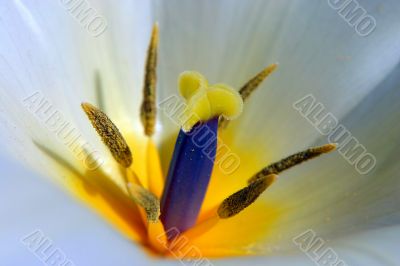 Yellow blue white flower