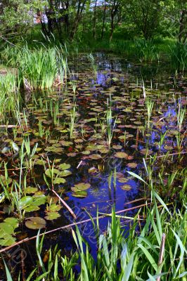 Luxuriant nymphaea pond