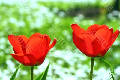 Red flowers