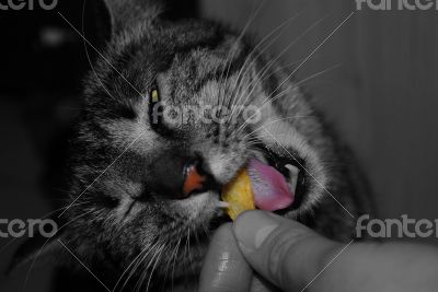 Cat eats