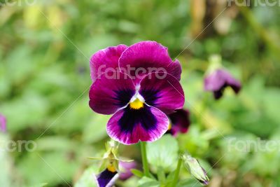 violet flower