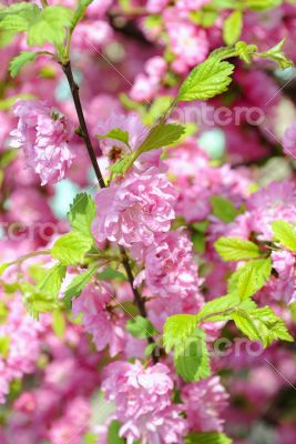 CHERRY BLOSSOMS