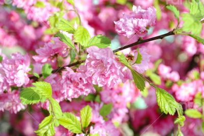 Cherry Blossoms