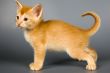 Kitten of Abyssinian breed