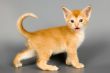 Kitten of Abyssinian breed