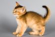 Kitten of Abyssinian breed