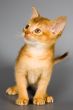 Kitten of Abyssinian breed