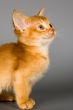 Kitten of Abyssinian breed