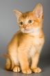 Kitten of Abyssinian breed