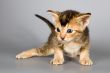 Kitten of Abyssinian breed