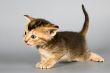 Kitten of Abyssinian breed