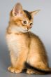 Kitten of Abyssinian breed