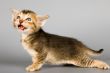 Kitten of Abyssinian breed