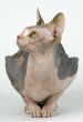 The Canadian sphynx