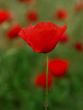 Red Poppies