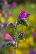 Wild flowers