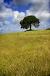 Green meadow with a tree