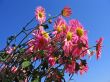 Colorful spring chrysanthemum