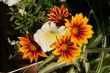 orange and white flowers