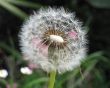 dandelion