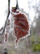 frozen flower