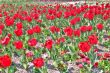 red tulip