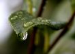 Green Leaf Macro