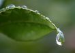 Green Leaf Macro