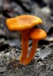 orange mushroom