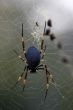 golden orb spider