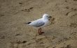 seagull