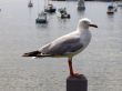 seagull