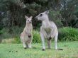 Kangaroo