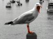 seagull