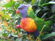 Rainbow lorikeet