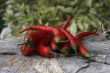 hot red chillies