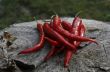 hot red chillies