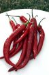 hot red chillies