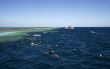 snorkeling at the great barrier reef