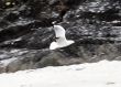 seagull in flight