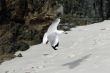 seagull in flight