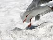 seagull in flight