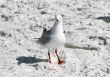 seagull in flight