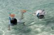 snorkeling at the great barrier reef