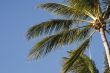 palm trees against blue sky