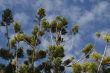 palm trees against blue sky