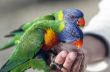 Rainbow lorikeet